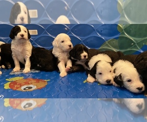 Sheepadoodle Litter for sale in KATY, TX, USA