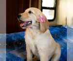 Small Photo #1 Golden Retriever Puppy For Sale in LOS ANGELES, CA, USA