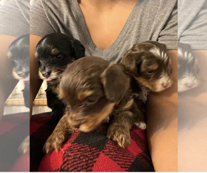 -Yorkshire Terrier Mix Litter for sale in BROOKVILLE, PA, USA