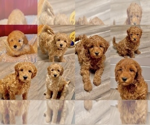 Goldendoodle (Miniature) Litter for sale in SODDY DAISY, TN, USA