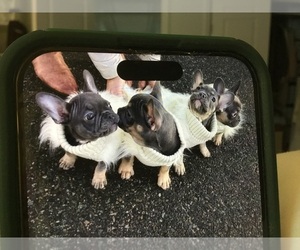 French Bulldog Litter for sale in CANTON, MA, USA