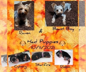 Yorkshire Terrier Litter for sale in TOMBALL, TX, USA