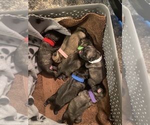 Pug Litter for sale in HILLTOP LAKES, TX, USA