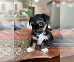 Yorkshire Terrier Litter for sale in MACON, GA, USA