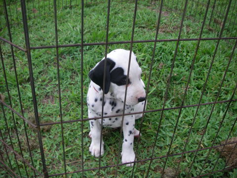 Medium Photo #1 Dalmatian Puppy For Sale in MULBERRY, FL, USA
