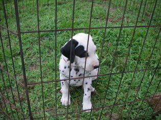 Dalmatian Litter for sale in MULBERRY, FL, USA