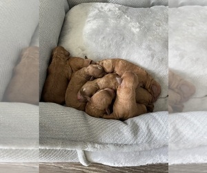 Goldendoodle (Miniature) Litter for sale in MARINA DEL REY, CA, USA