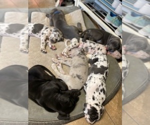 Great Dane Litter for sale in SIOUX CENTER, IA, USA