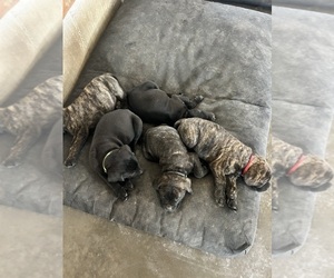Bullmastiff-Mastador Mix Litter for sale in MONTGOMERY, IN, USA