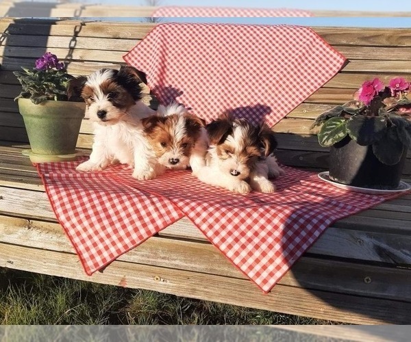 Medium Photo #1 Yorkshire Terrier Puppy For Sale in SHIPSHEWANA, IN, USA