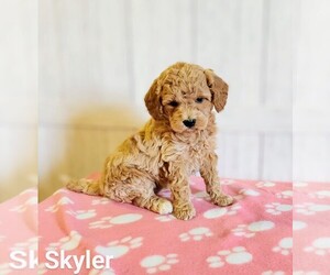 Goldendoodle (Miniature) Litter for sale in PLYMOUTH, IN, USA