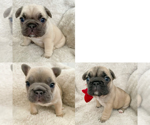 French Bulldog Litter for sale in BEAUMONT, CA, USA