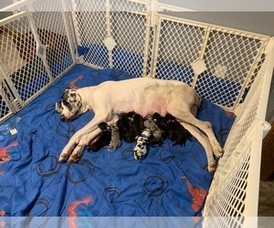Great Dane Litter for sale in LIBERTY, MO, USA