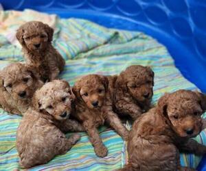 Goldendoodle (Miniature) Litter for sale in EASLEY, SC, USA