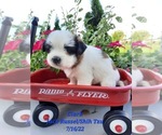 Small Jack Russell Terrier-Shih Tzu Mix