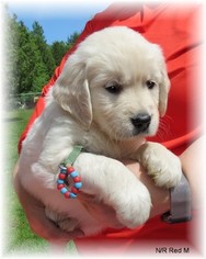 Golden Retriever Litter for sale in TWO RIVERS, WI, USA