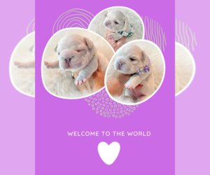 French Bulldog Litter for sale in North Vancouver, British Columbia, Canada