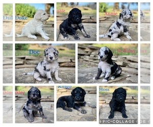 Aussiedoodle Litter for sale in CONWAY, MO, USA