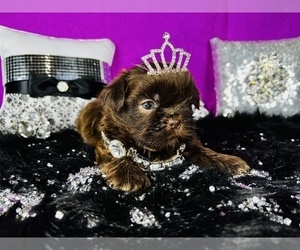 Shih Tzu Litter for sale in HAYWARD, CA, USA