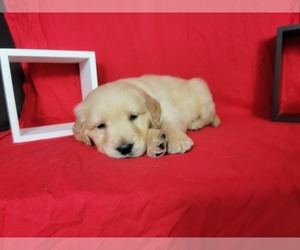 Golden Retriever Litter for sale in BLACK FOREST, CO, USA