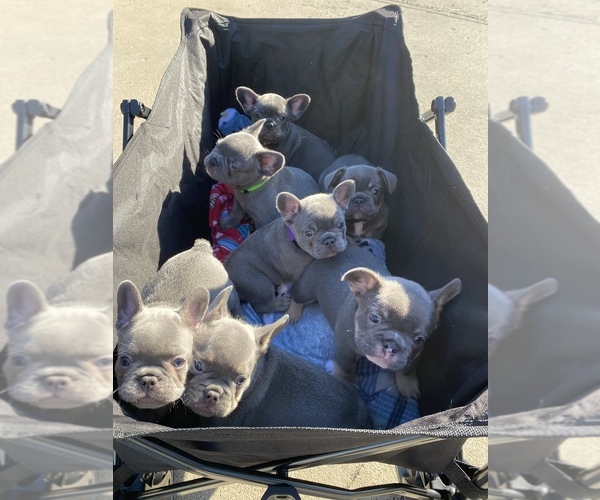 Medium Photo #1 French Bulldog Puppy For Sale in WATAUGA, TX, USA