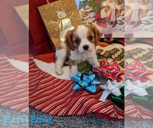 Cavalier King Charles Spaniel Litter for sale in WATERTOWN, NY, USA