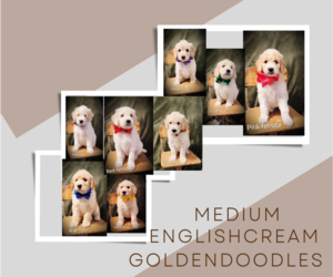 Medium English Cream Golden Retriever-Poodle (Standard) Mix