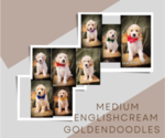 Small English Cream Golden Retriever-Poodle (Standard) Mix