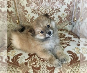 Pomeranian Litter for sale in CITRUS HEIGHTS, CA, USA