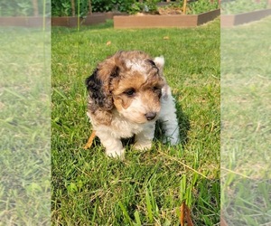 Poodle (Miniature) Litter for sale in ECONOMY, IN, USA