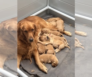 Golden Retriever Litter for sale in CANTON, OH, USA