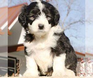 Sheepadoodle Litter for sale in AVALON, MO, USA