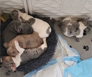 French Bulldog Litter for sale in EXETER, CA, USA