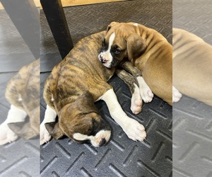 Boxer Litter for sale in PIEDMONT, SC, USA