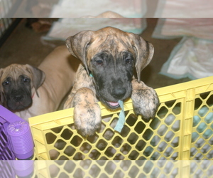 Great Dane Litter for sale in MAUD, OK, USA