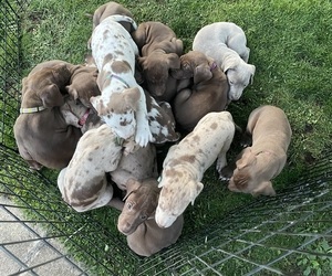 Great Dane Litter for sale in BARBERTON, OH, USA