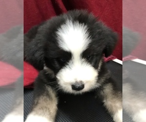 Old English Sheepdog-Siberian Husky Mix Litter for sale in WAKE FOREST, NC, USA