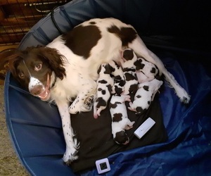 English Springer Spaniel Litter for sale in MEAD, WA, USA