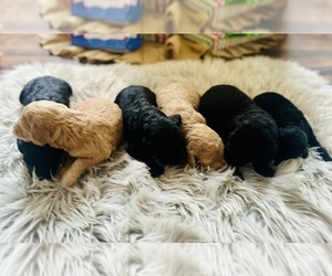 Labradoodle Litter for sale in GASSAWAY, WV, USA