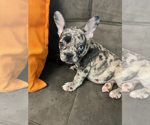 French Bulldog Litter for sale in HIALEAH, FL, USA