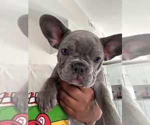French Bulldog Litter for sale in CHICOPEE, MA, USA