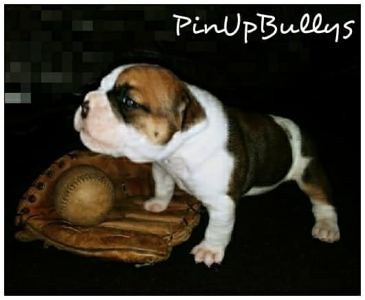 Medium Photo #1 Olde English Bulldogge Puppy For Sale in EUGENE, OR, USA