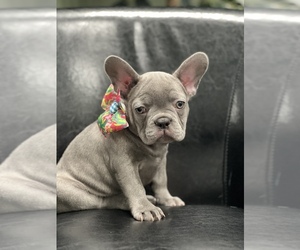 French Bulldog Litter for sale in FLEMING ISLAND, FL, USA