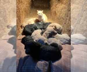 Goldendoodle Litter for sale in MANSFIELD, MA, USA