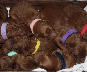 Goldendoodle Litter for sale in SALINAS, CA, USA