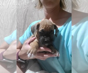 Boxer Litter for sale in GLENWOOD, IN, USA