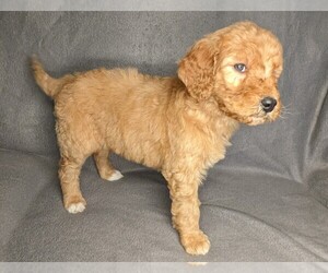 Goldendoodle Litter for sale in SYRACUSE, IN, USA