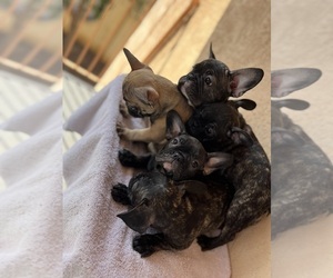 French Bulldog Litter for sale in SALINAS, CA, USA