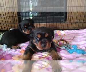 Rottweiler Litter for sale in ZANESVILLE, OH, USA