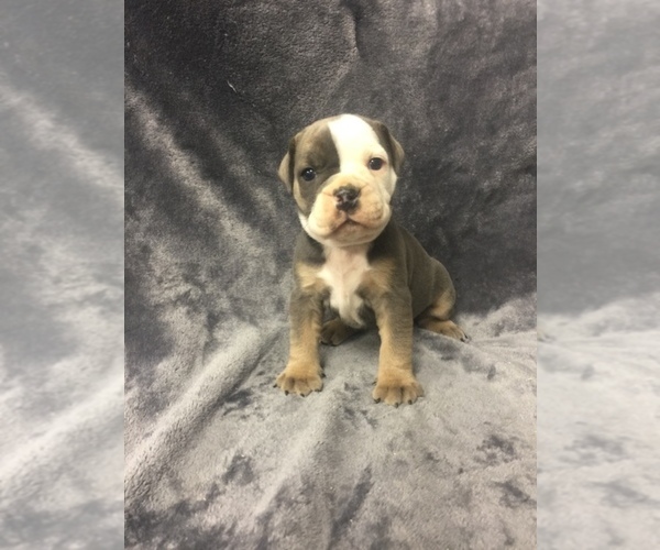 Medium Photo #1 Olde English Bulldogge Puppy For Sale in CHETEK, WI, USA